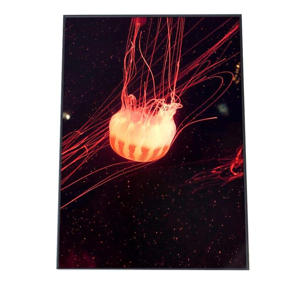 B4サイズ（約25x36cm）】【an-poster-674】クラゲ くらげ ジェリー