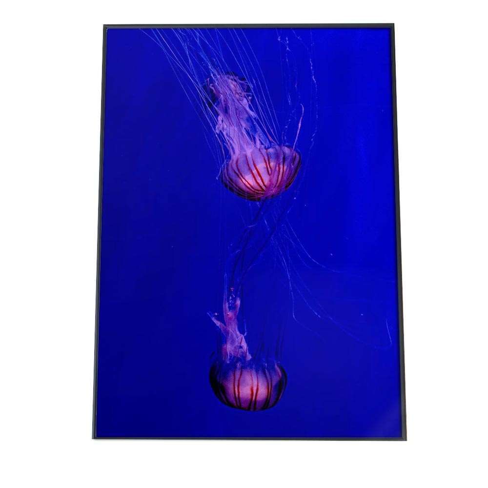 B3サイズ（約36x51cm）】【an-poster-676】クラゲ くらげ ジェリー
