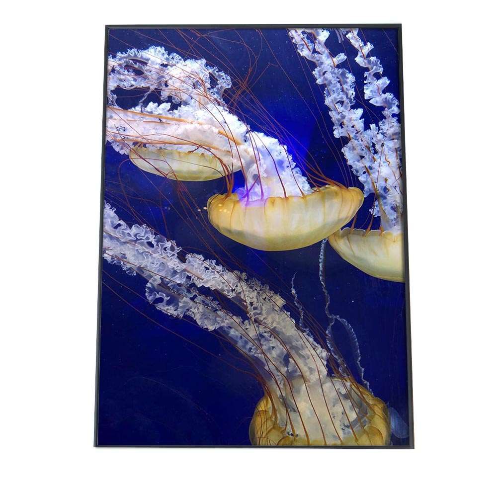 B4サイズ（約25x36cm）】【an-poster-678】クラゲ くらげ ジェリー