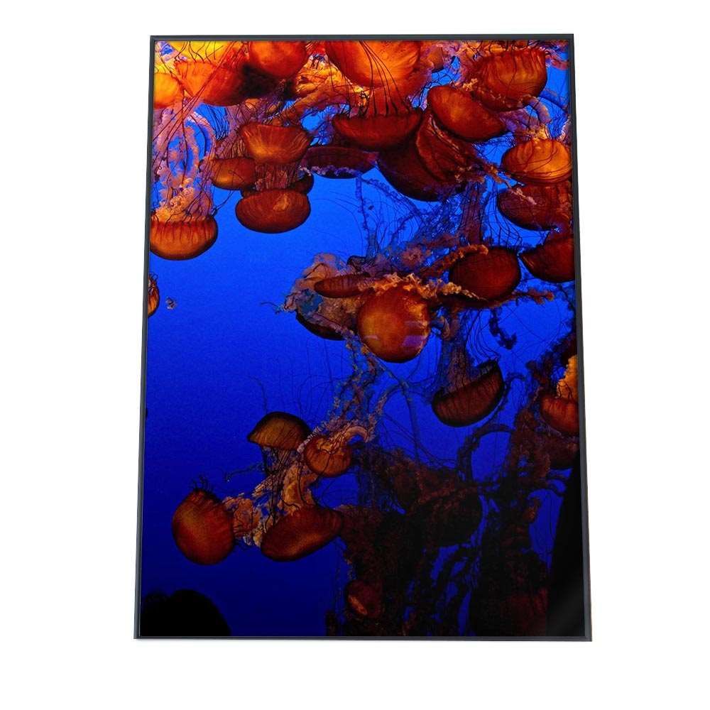 A2サイズ（約42x59cm）】【an-poster-686】クラゲ くらげ ジェリー
