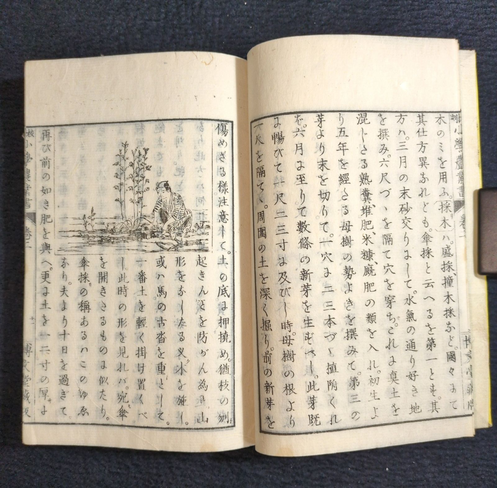絵入◇小学 農業書◇農学 果木 作物 穀物 家畜 教科書 明治時代物