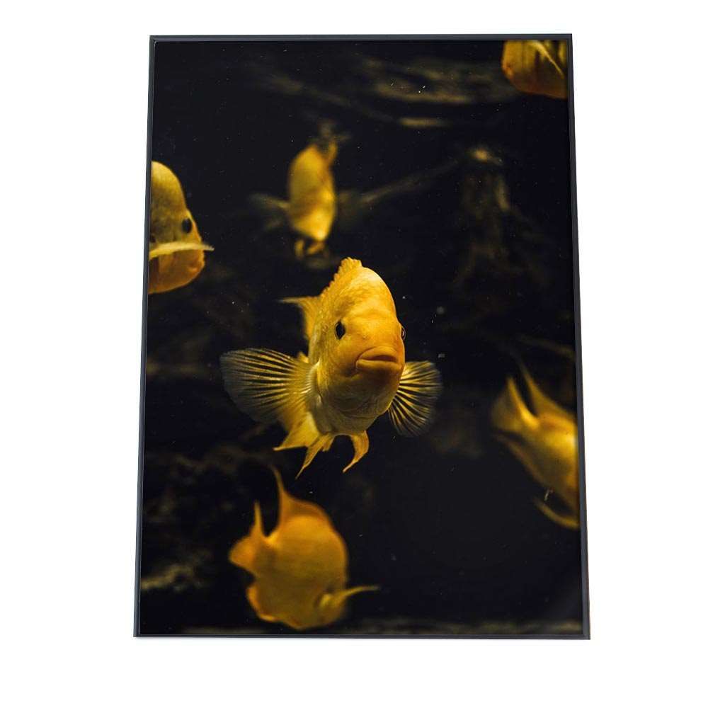 A2サイズ（約42x59cm）】【an-poster-687】クラゲ くらげ ジェリー