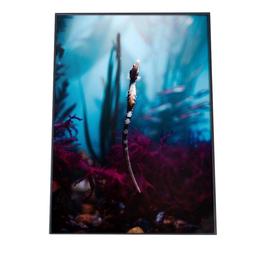 B3サイズ（約36x51cm）】【an-poster-690】タツノオトシゴ ポスター 海