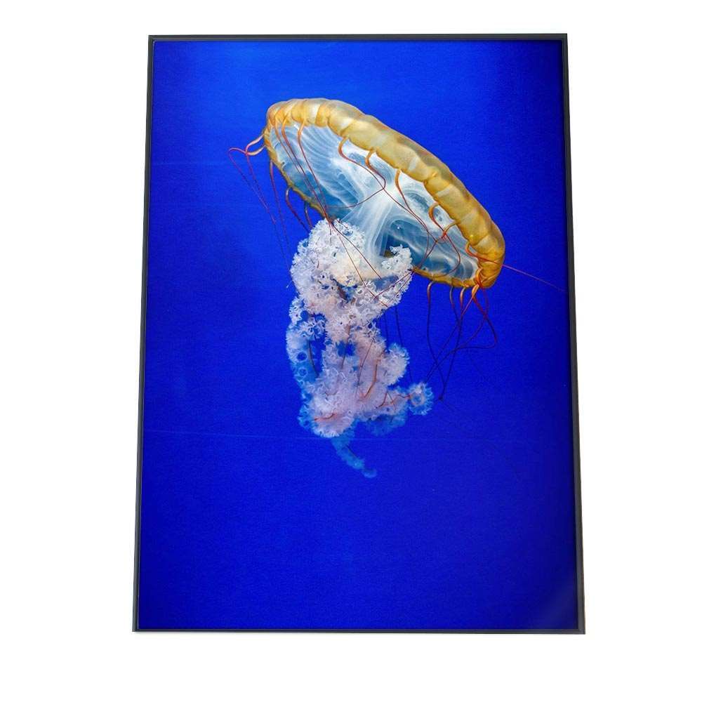 A3サイズ（約30×42cm）】【an-poster-692】クラゲ くらげ ジェリー