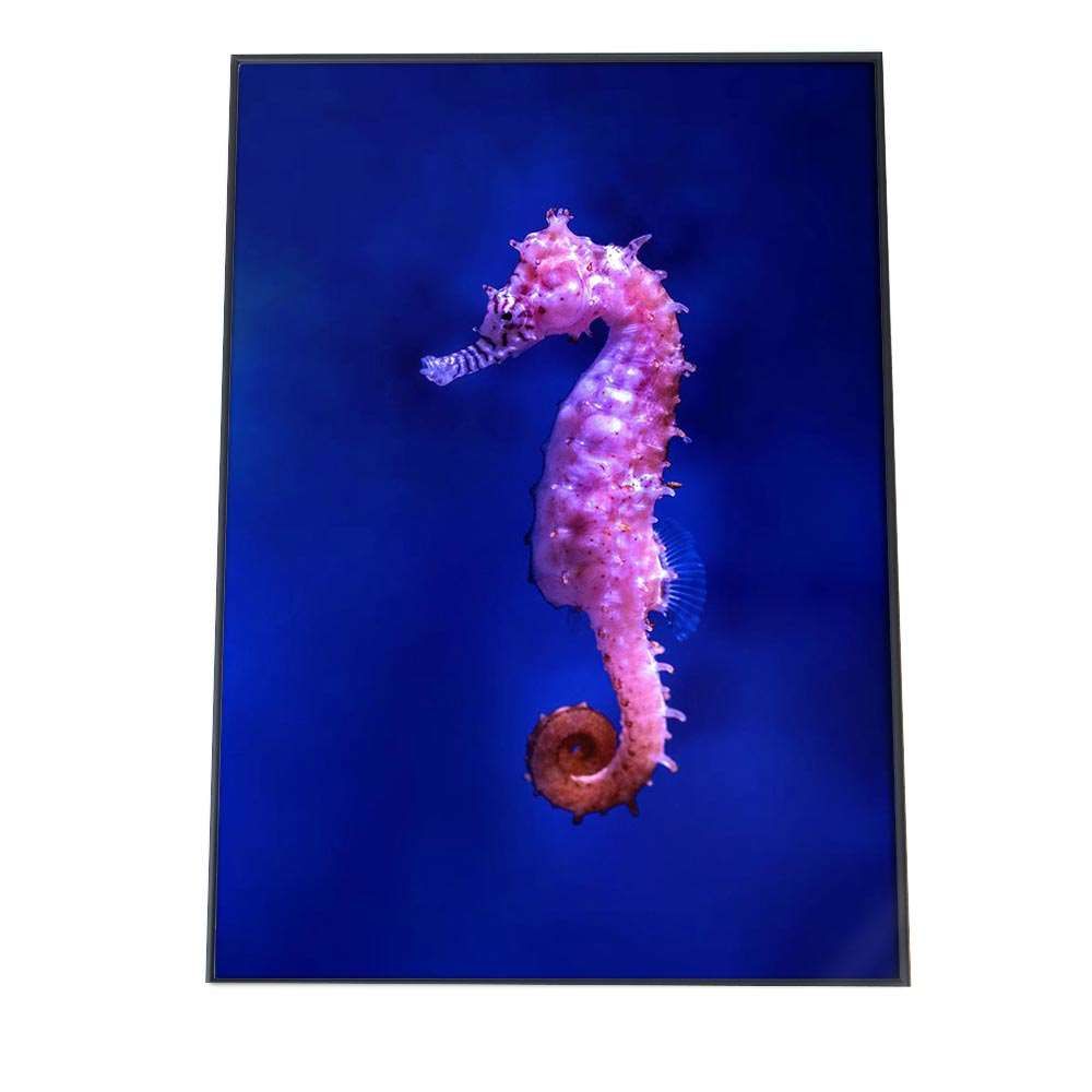 B2サイズ（約51x73cm）】【an-poster-695】タツノオトシゴ ポスター 海