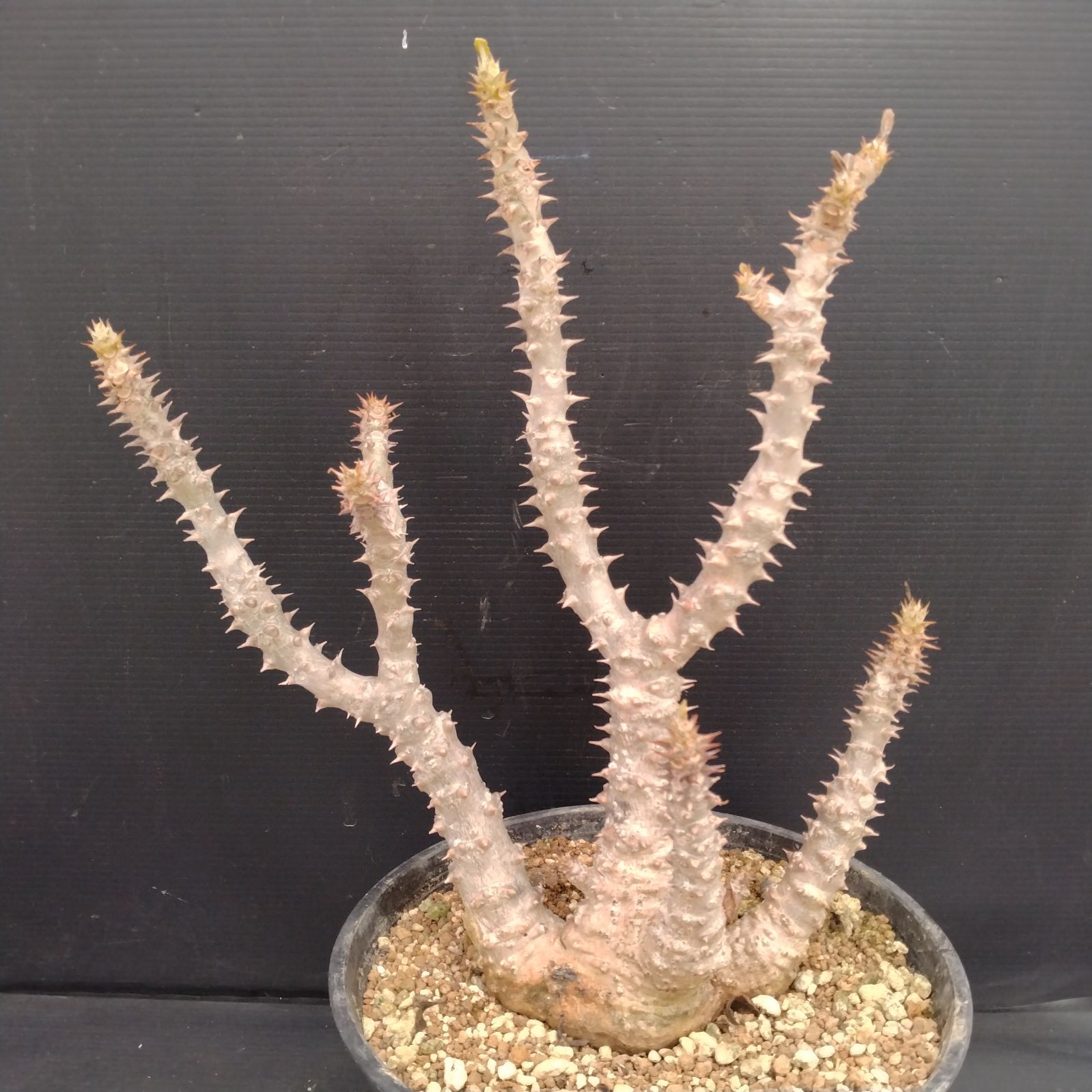 G105【自社養生株】パキポディウム ウィンゾリー（XL)（発根株・鉢植え