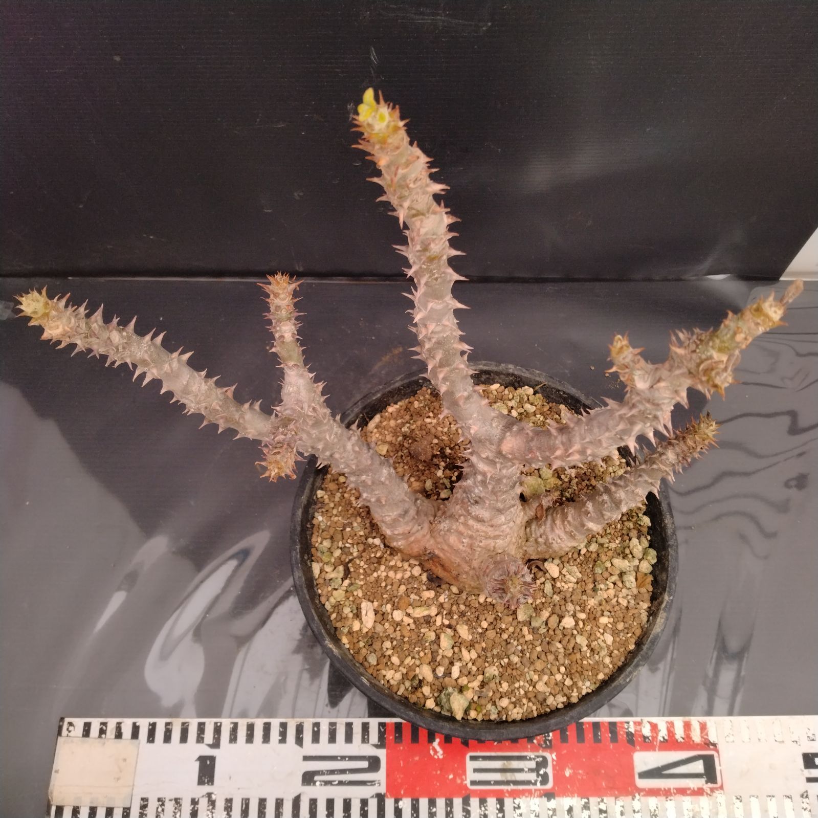 G105【自社養生株】パキポディウム ウィンゾリー（XL)（発根株・鉢植え