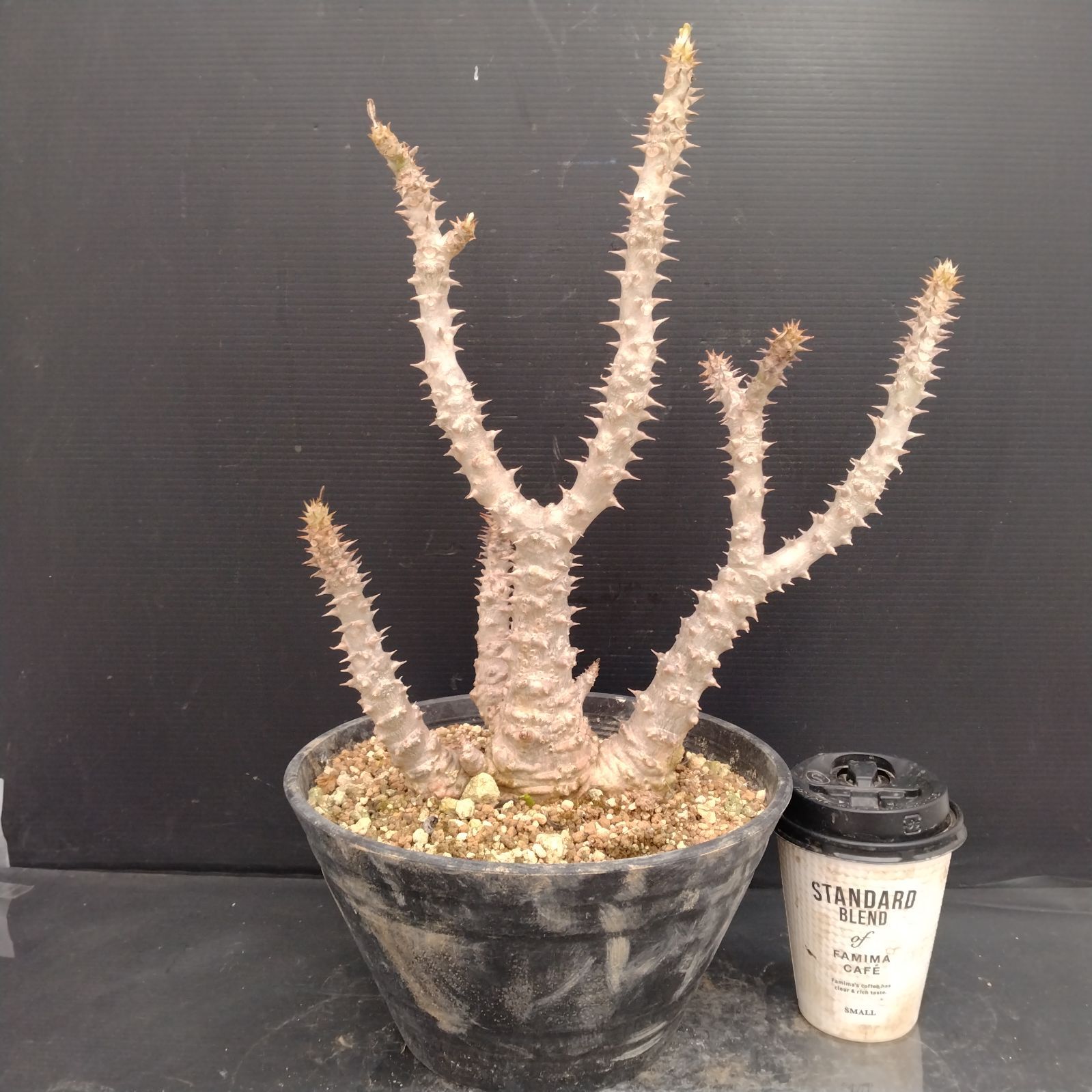 G105【自社養生株】パキポディウム ウィンゾリー（XL)（発根株・鉢植え