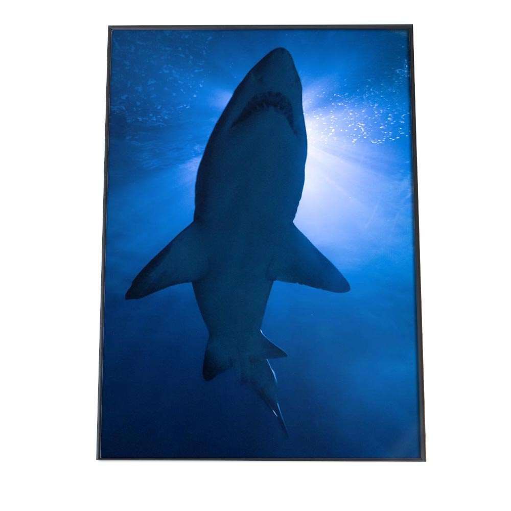 B1サイズ（約73x103cm）】【an-poster-708】サメ 鮫 魚 イタチ