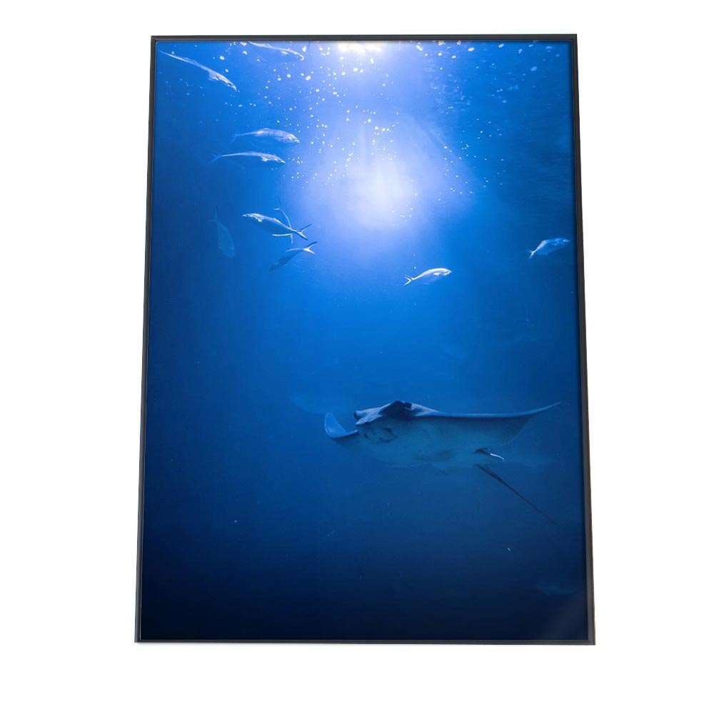 A2サイズ（約42x59cm）】【an-poster-709】エイ えい マンタ ポスター