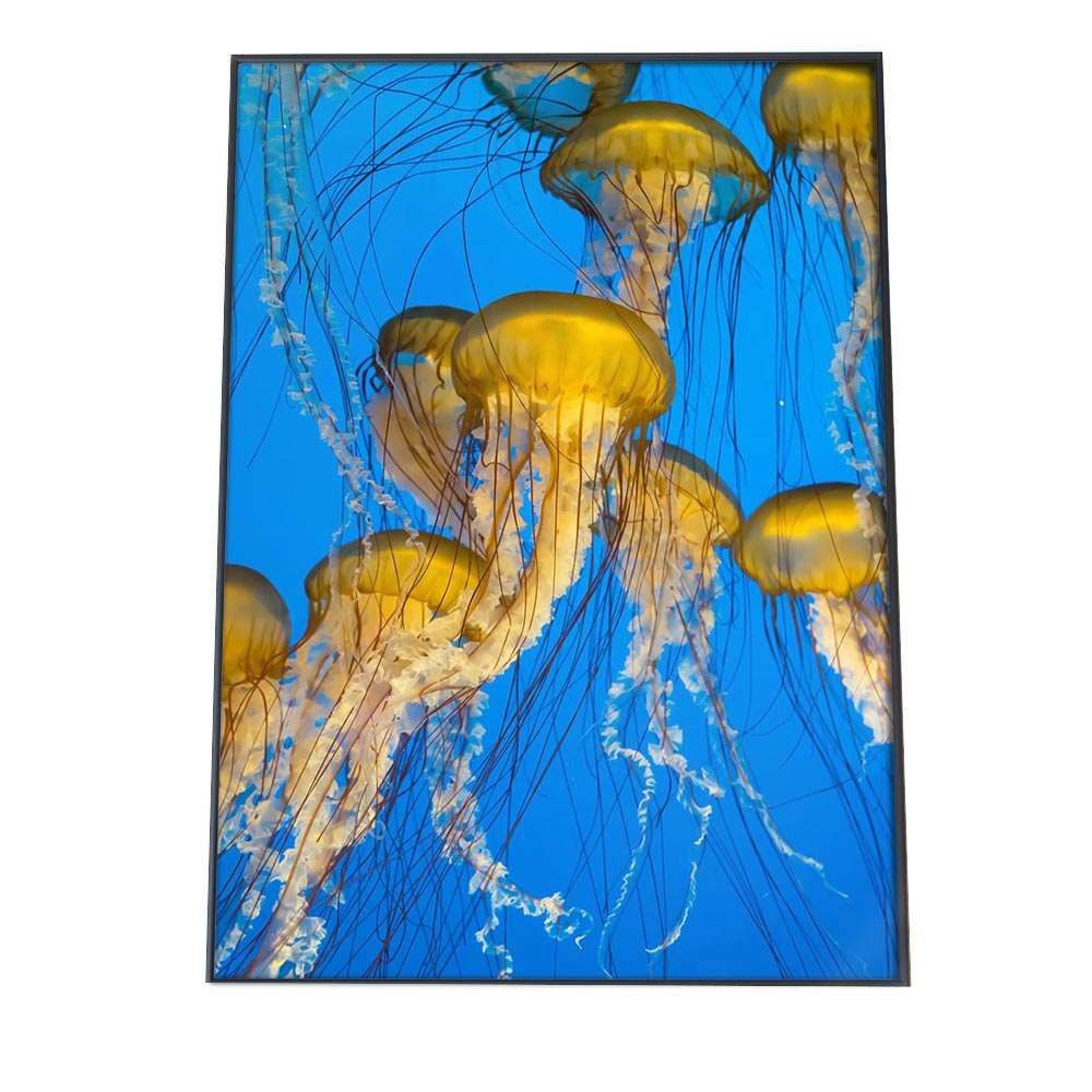 B1サイズ（約73x103cm）】【an-poster-725】クラゲ くらげ ジェリー