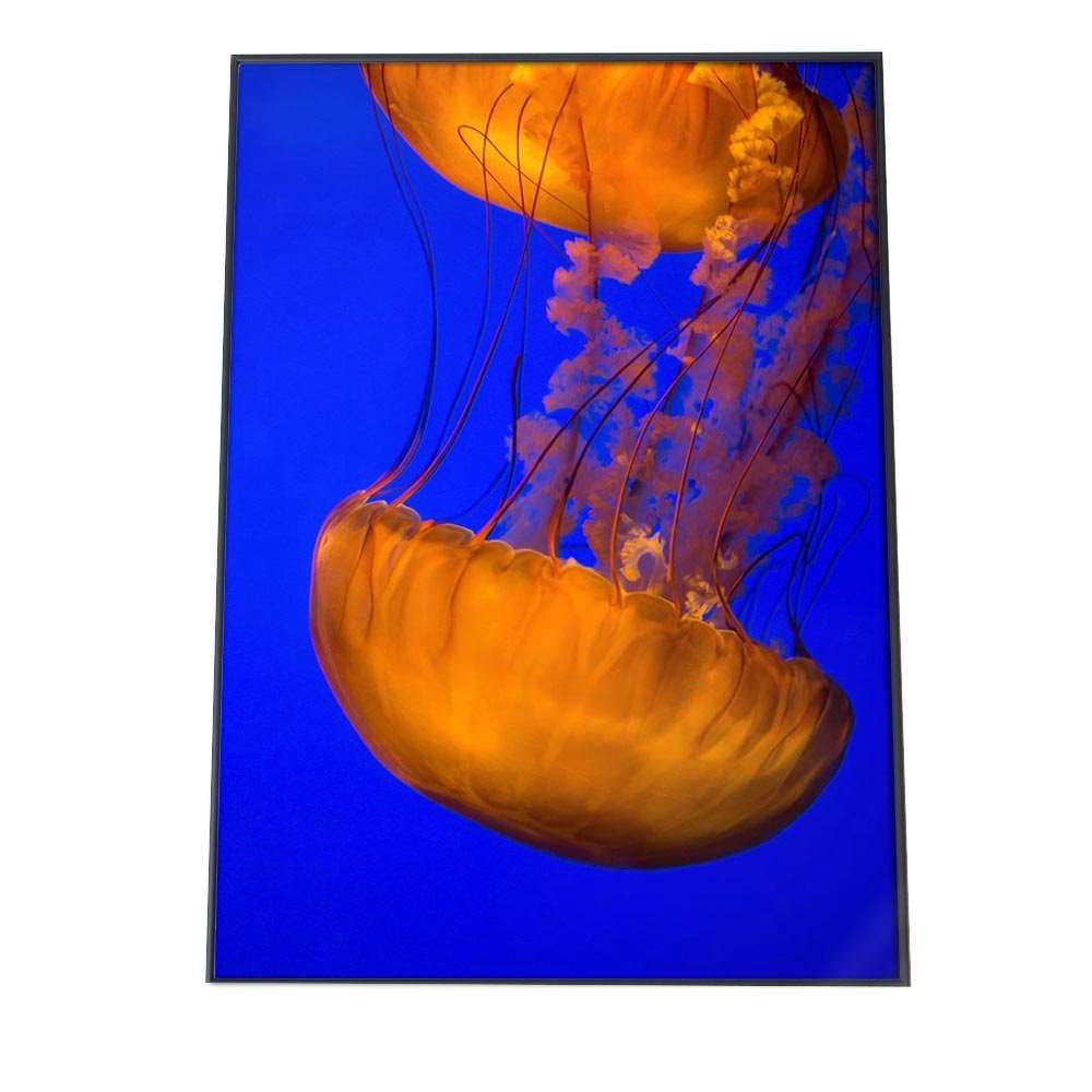 A3サイズ（約30×42cm）】【an-poster-726】クラゲ くらげ ジェリー