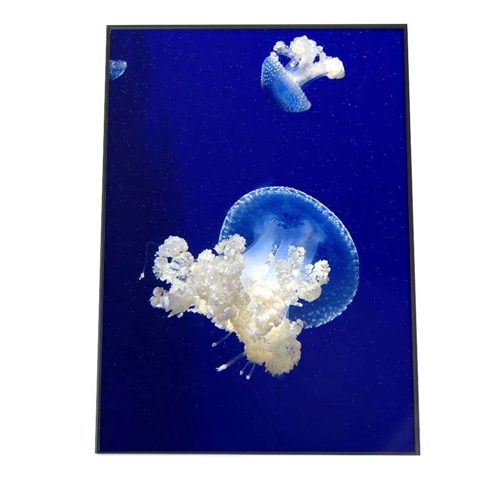 A3サイズ（約30×42cm）】【an-poster-733】クラゲ くらげ ジェリー