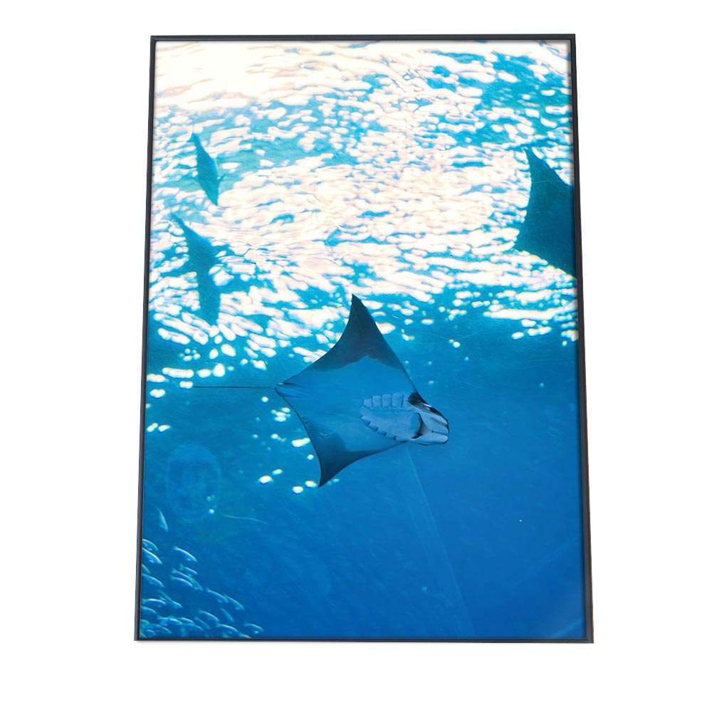 送料無料　B1サイズ　ポスターインテリア　BIGポスター　あ海のインテリア B2サイズ（約51x73cm）】【an-poster-743】エイ えい マンタ ポスター