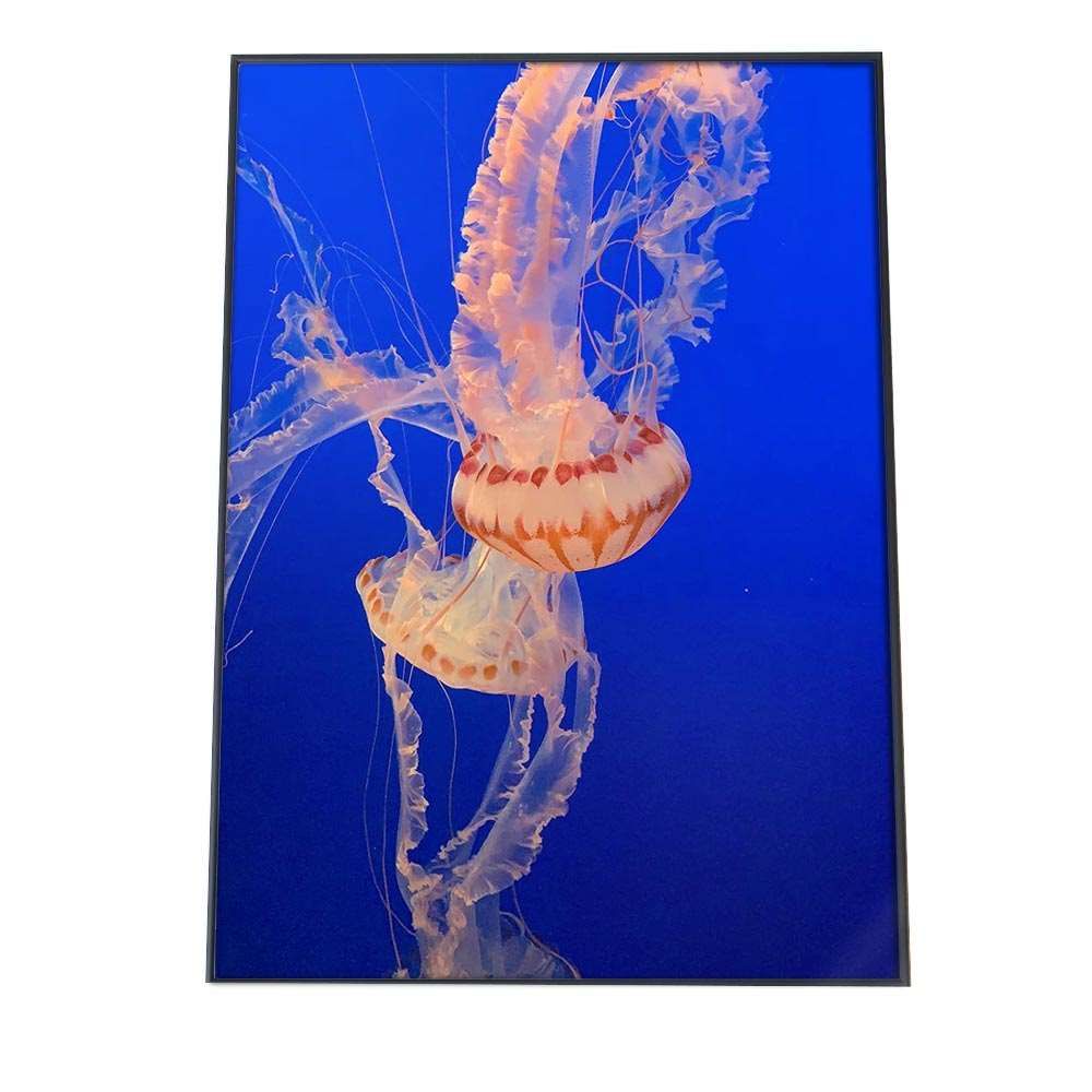 くらげページ A3サイズ（約30×42cm）】【an-poster-750】クラゲ くらげ ジェリー
