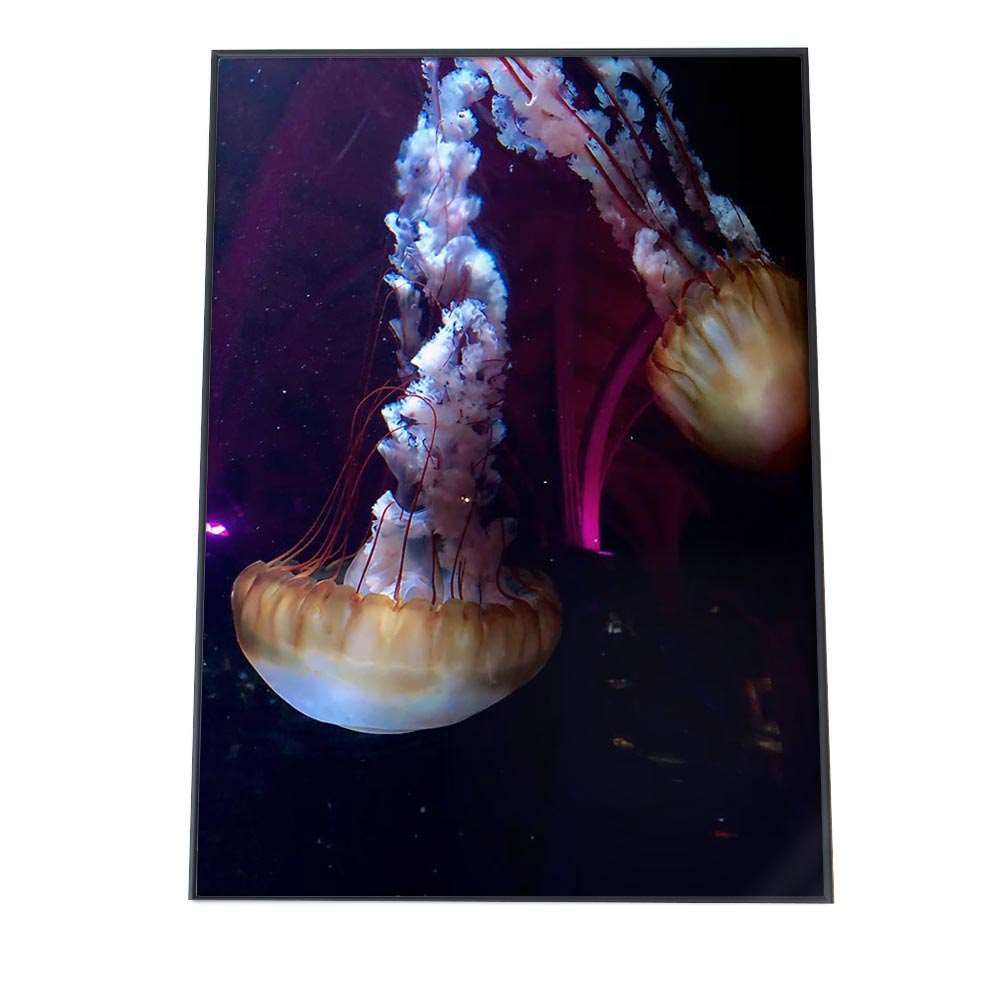 B3サイズ（約36x51cm）】【an-poster-762】クラゲ くらげ ジェリー