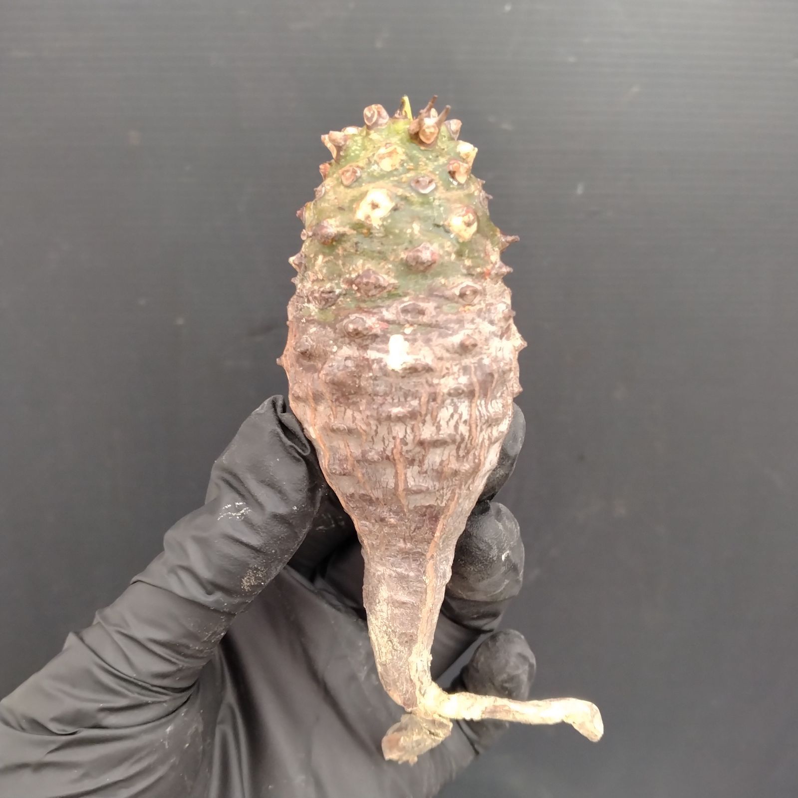 G114【最新到着】Euphorbia パキポディオイデス（現地球・抜き苗