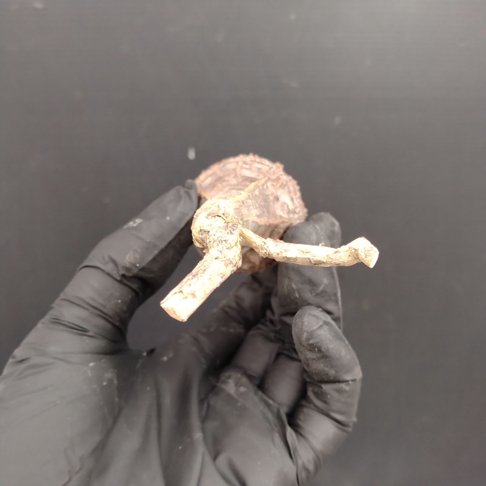 G114【最新到着】Euphorbia パキポディオイデス（現地球・抜き苗