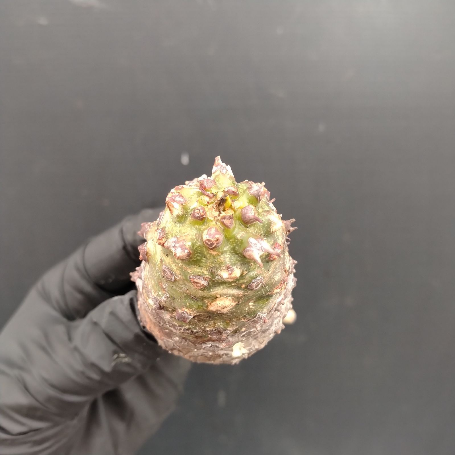 G114【最新到着】Euphorbia パキポディオイデス（現地球・抜き苗