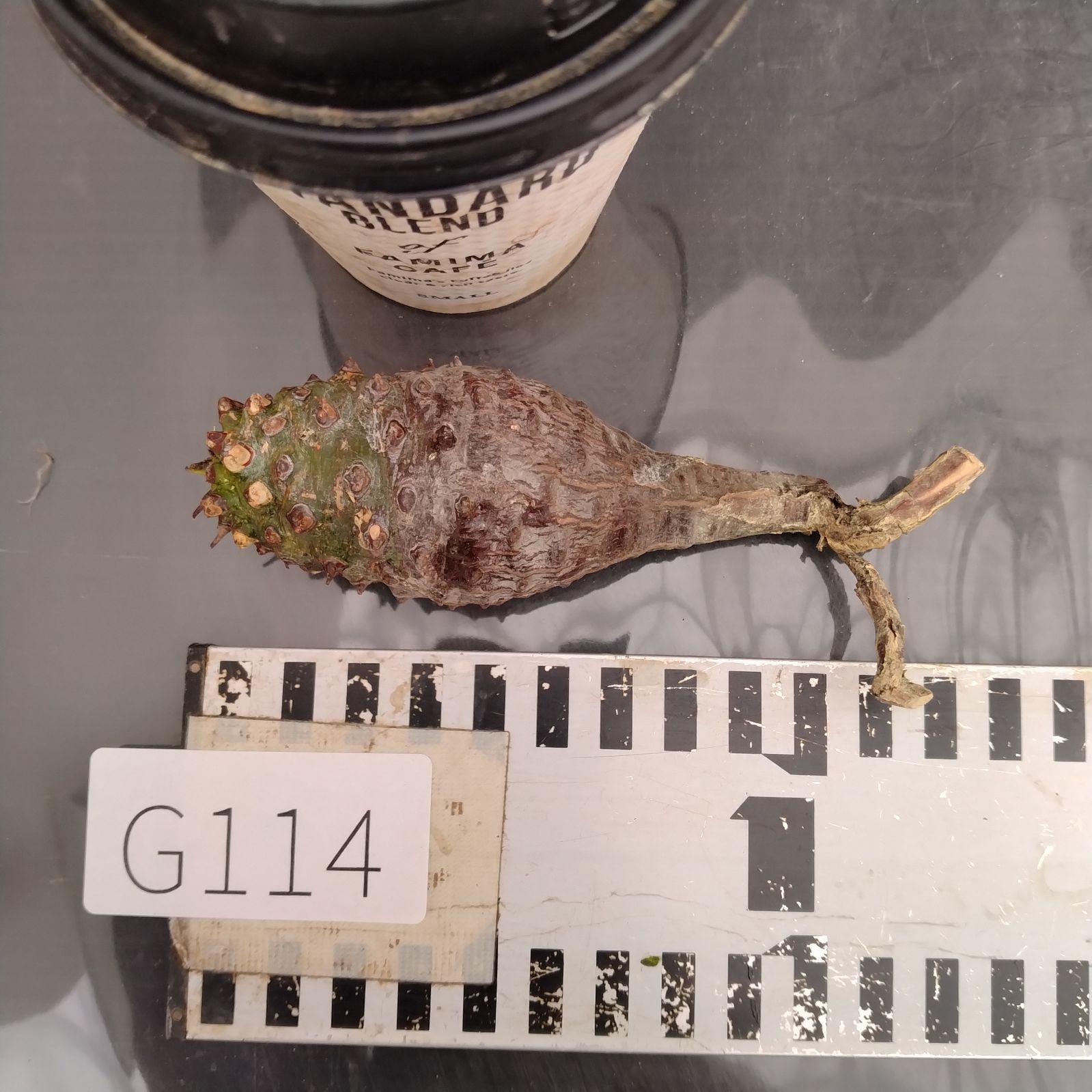 G114【最新到着】Euphorbia パキポディオイデス（現地球・抜き苗