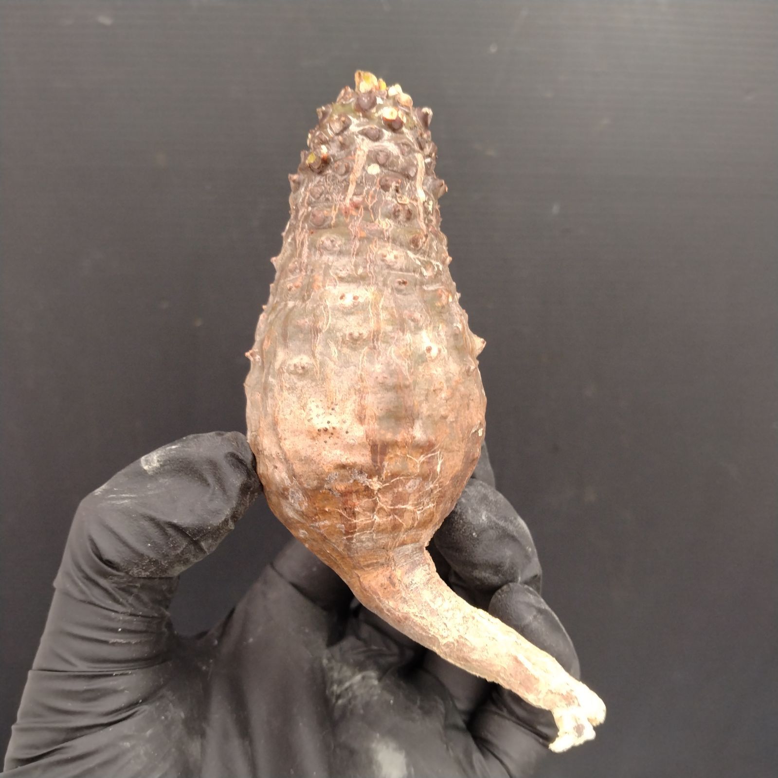 G120【最新到着】Euphorbia パキポディオイデス（現地球・抜き苗