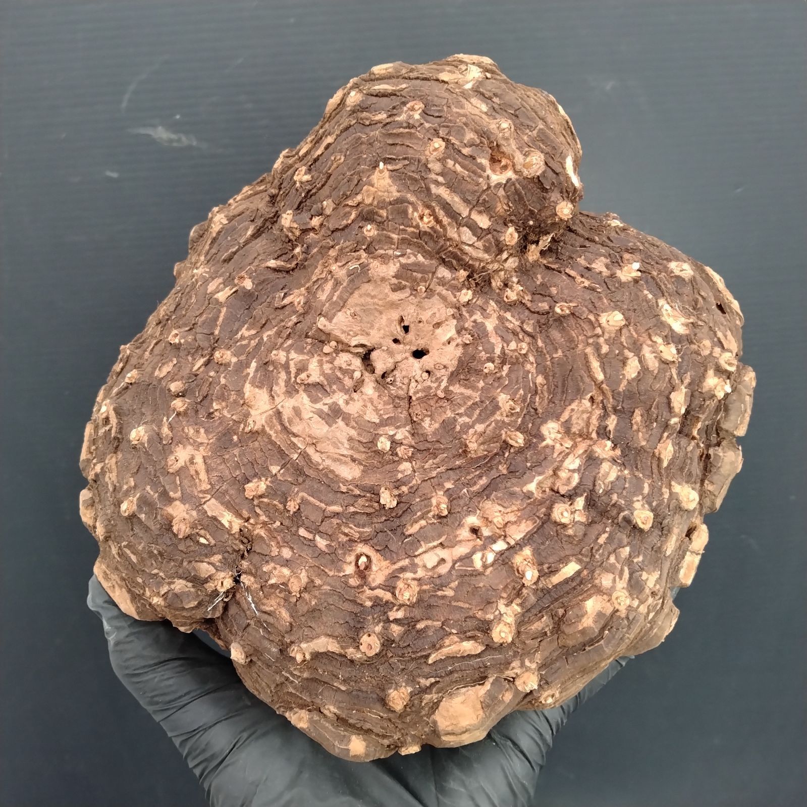 G130【新着】Dioscorea メキシコ亀甲竜（L）（抜き苗）【塊根植物