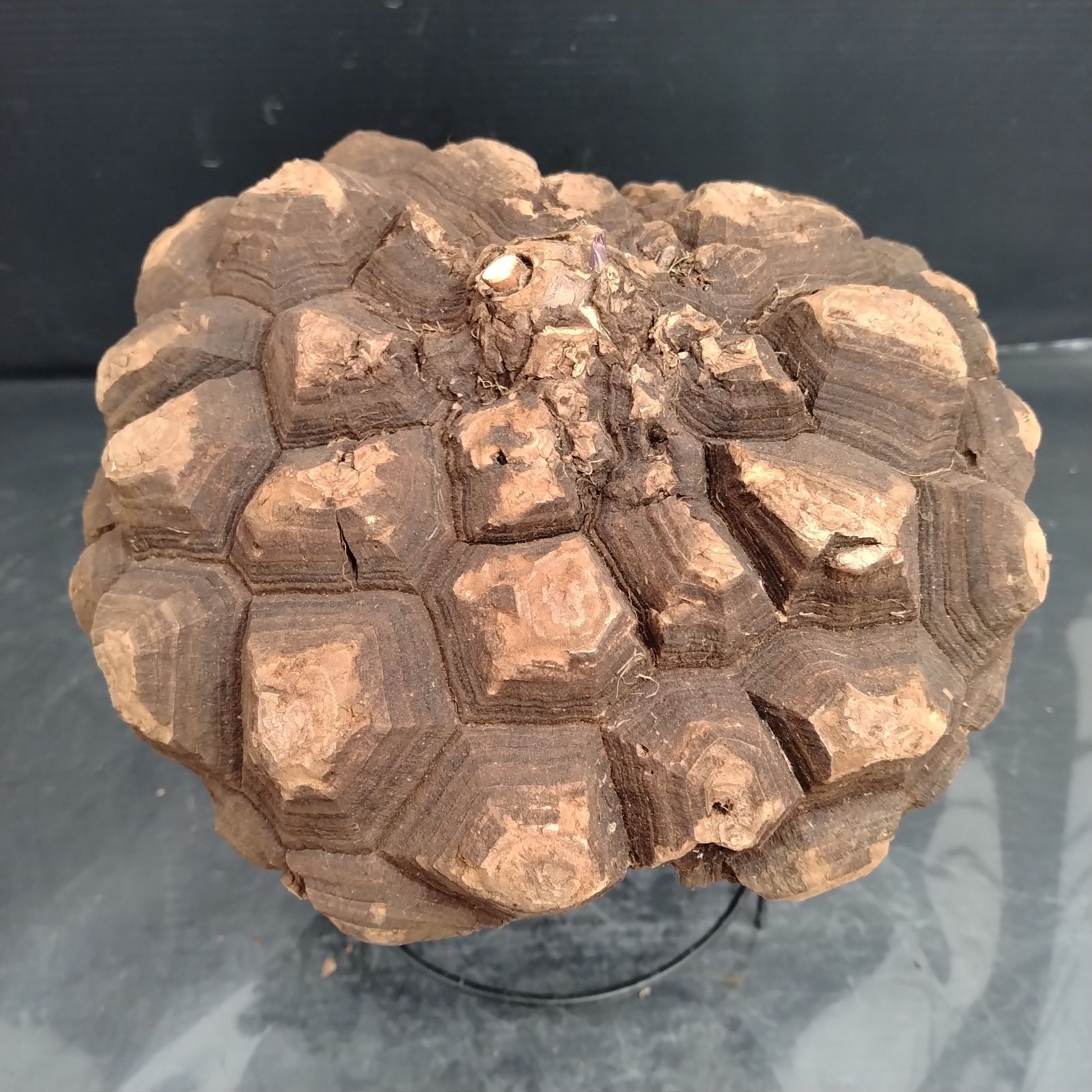 G130【新着】Dioscorea メキシコ亀甲竜（L）（抜き苗）【塊根植物