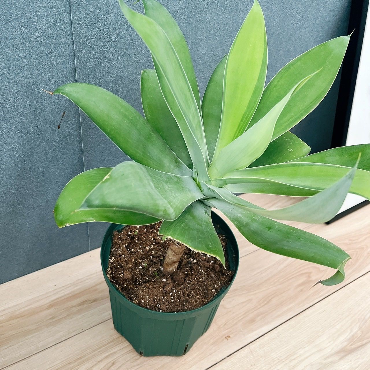［現品］9番　アガベ　アテナータ　8号　観葉植物　大型　綺麗　屋外　多肉植物 アガベ アテナータ 8号（0015） オシャレな観葉植物 多肉植物 新築祝い