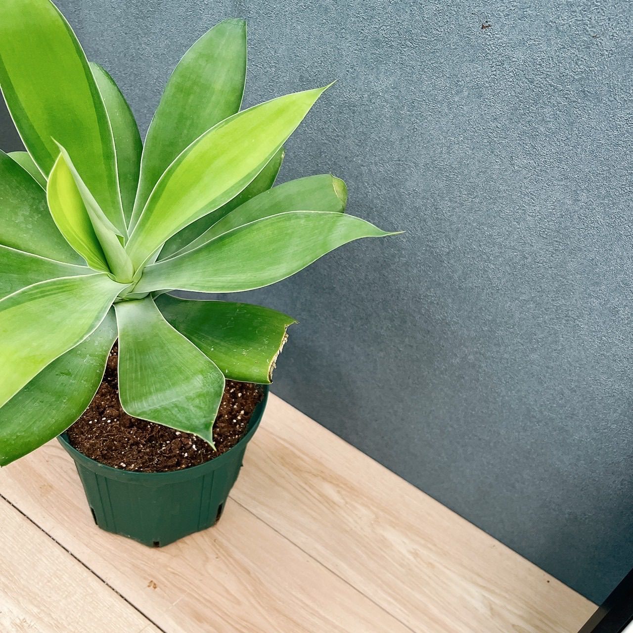 現品］【希少】B4 アガベ アテナータ 斑入り カラズストライプ 6号