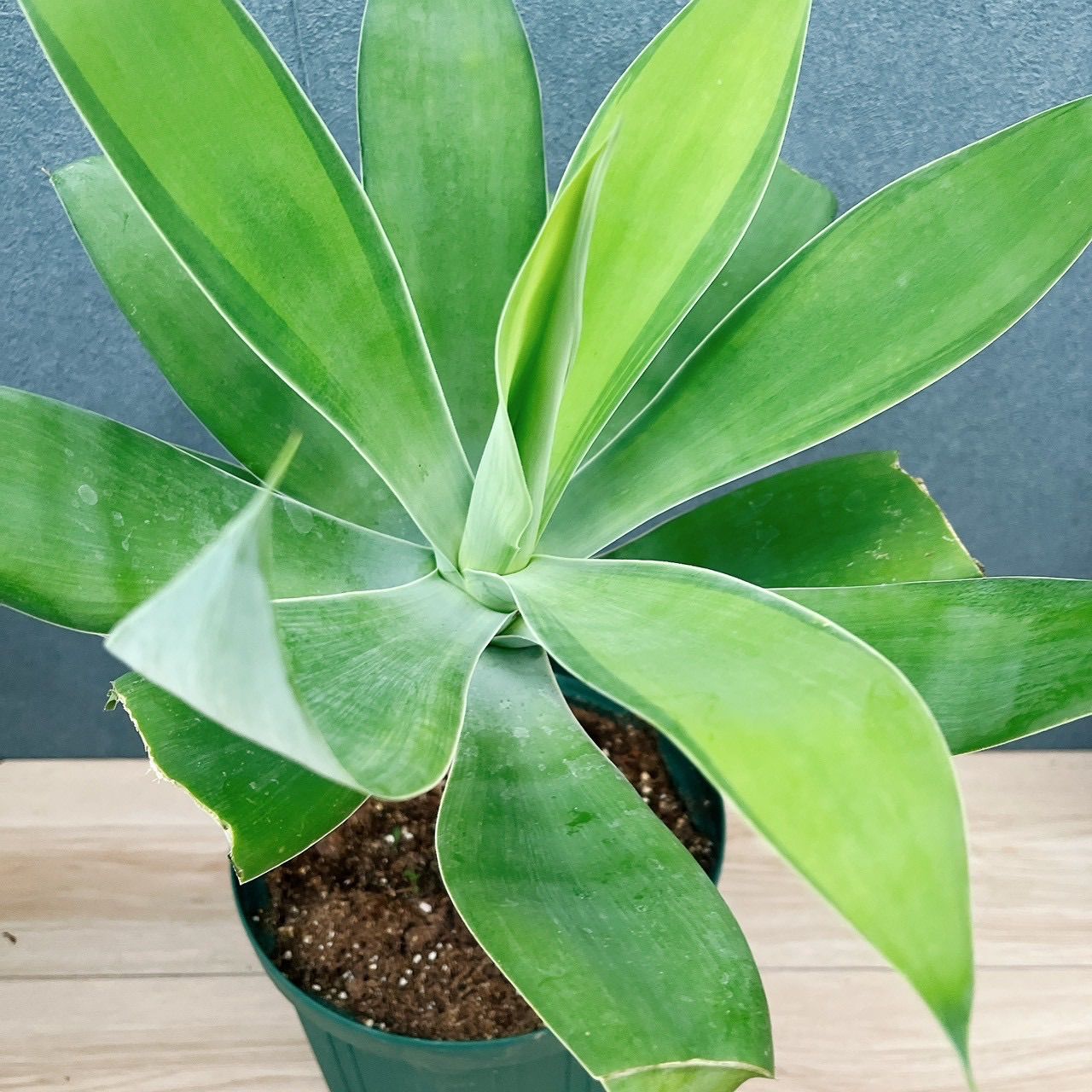 現品］【希少】B4 アガベ アテナータ 斑入り カラズストライプ 6号