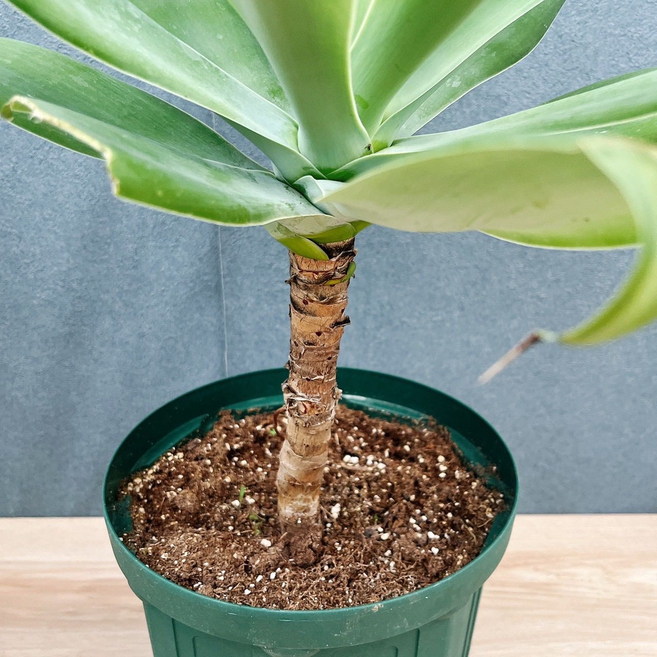 現品］【希少】B4 アガベ アテナータ 斑入り カラズストライプ 6号