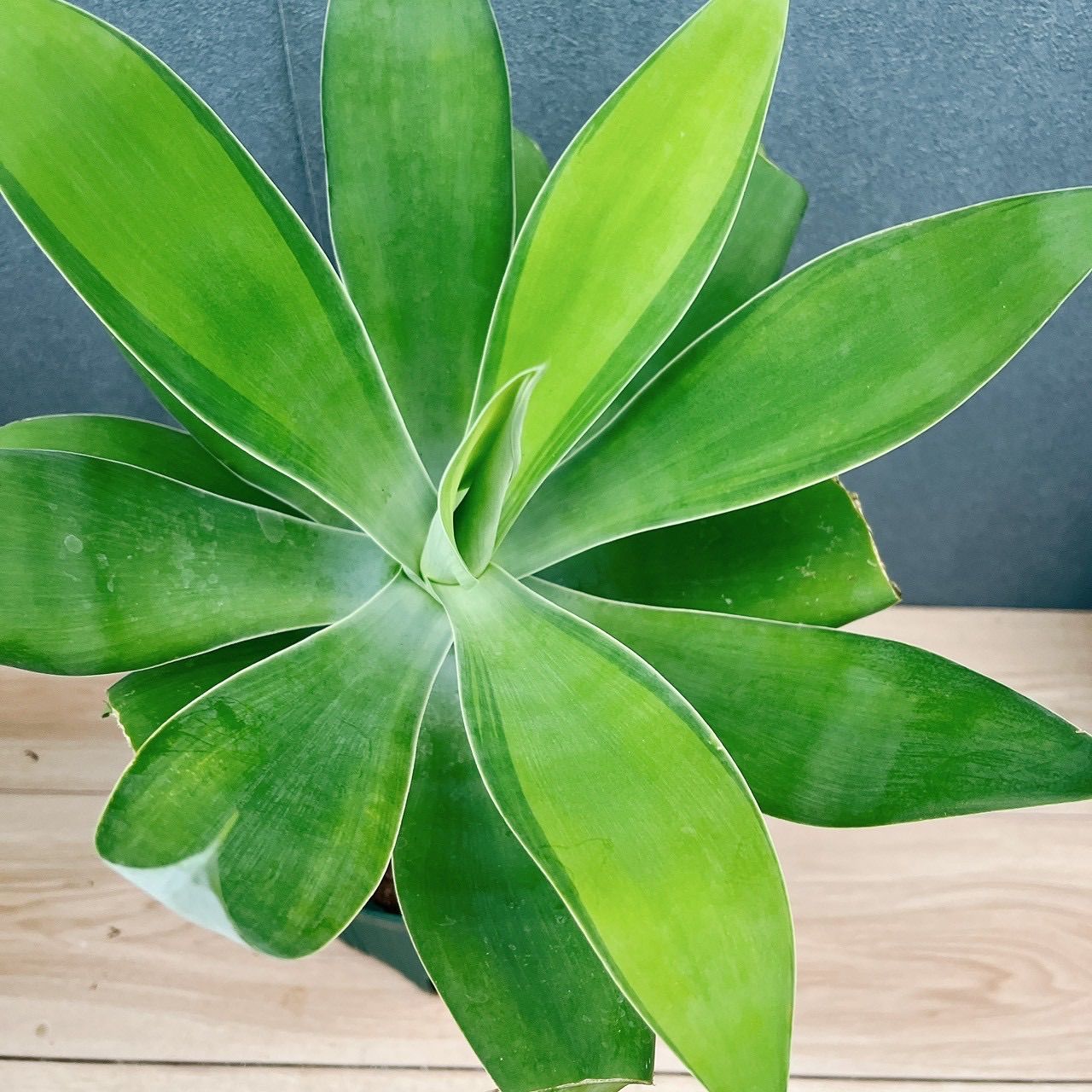 現品］【希少】B4 アガベ アテナータ 斑入り カラズストライプ 6号