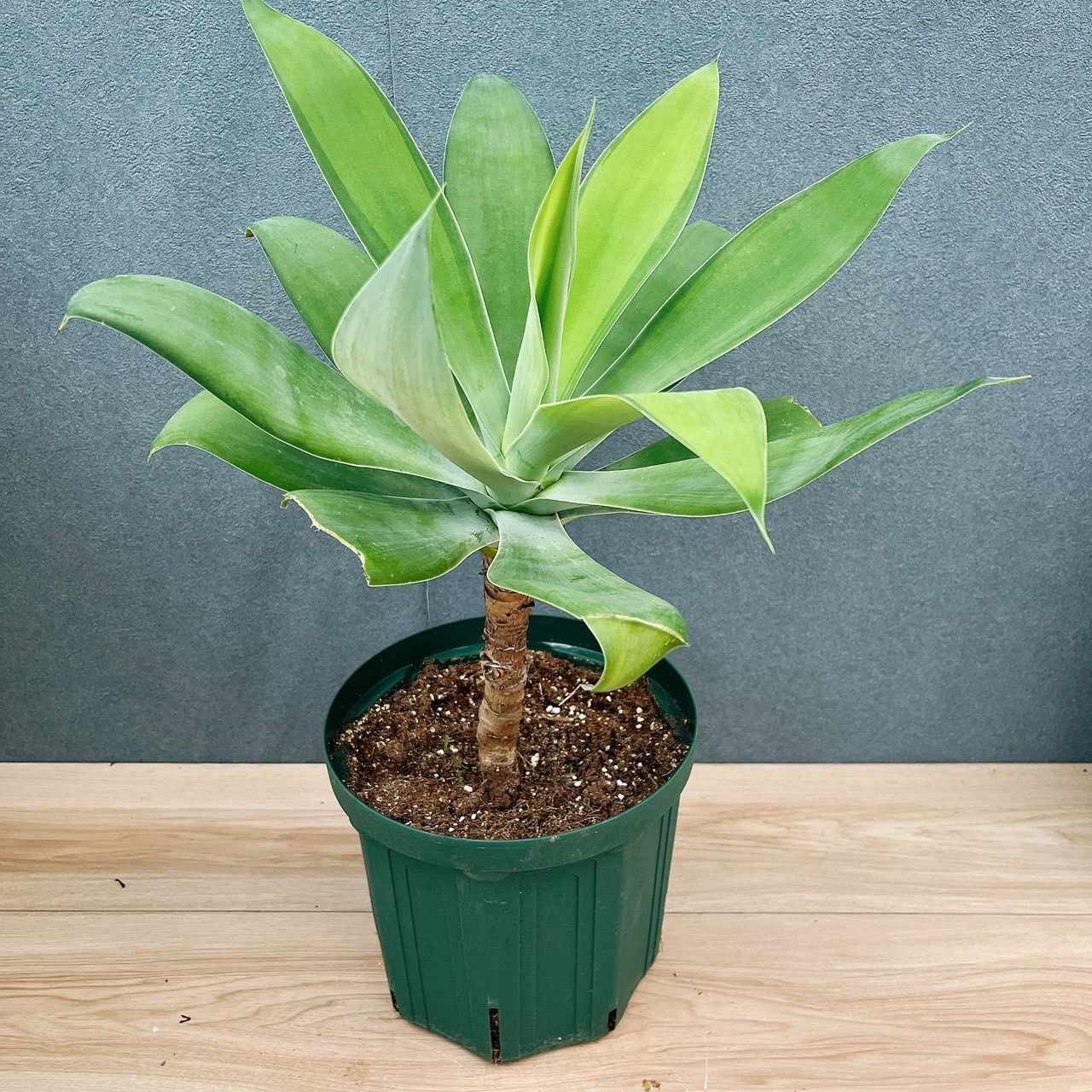 現品］【希少】B4 アガベ アテナータ 斑入り カラズストライプ 6号