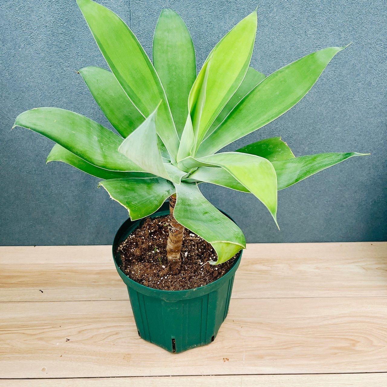 現品］【希少】B4 アガベ アテナータ 斑入り カラズストライプ 6号