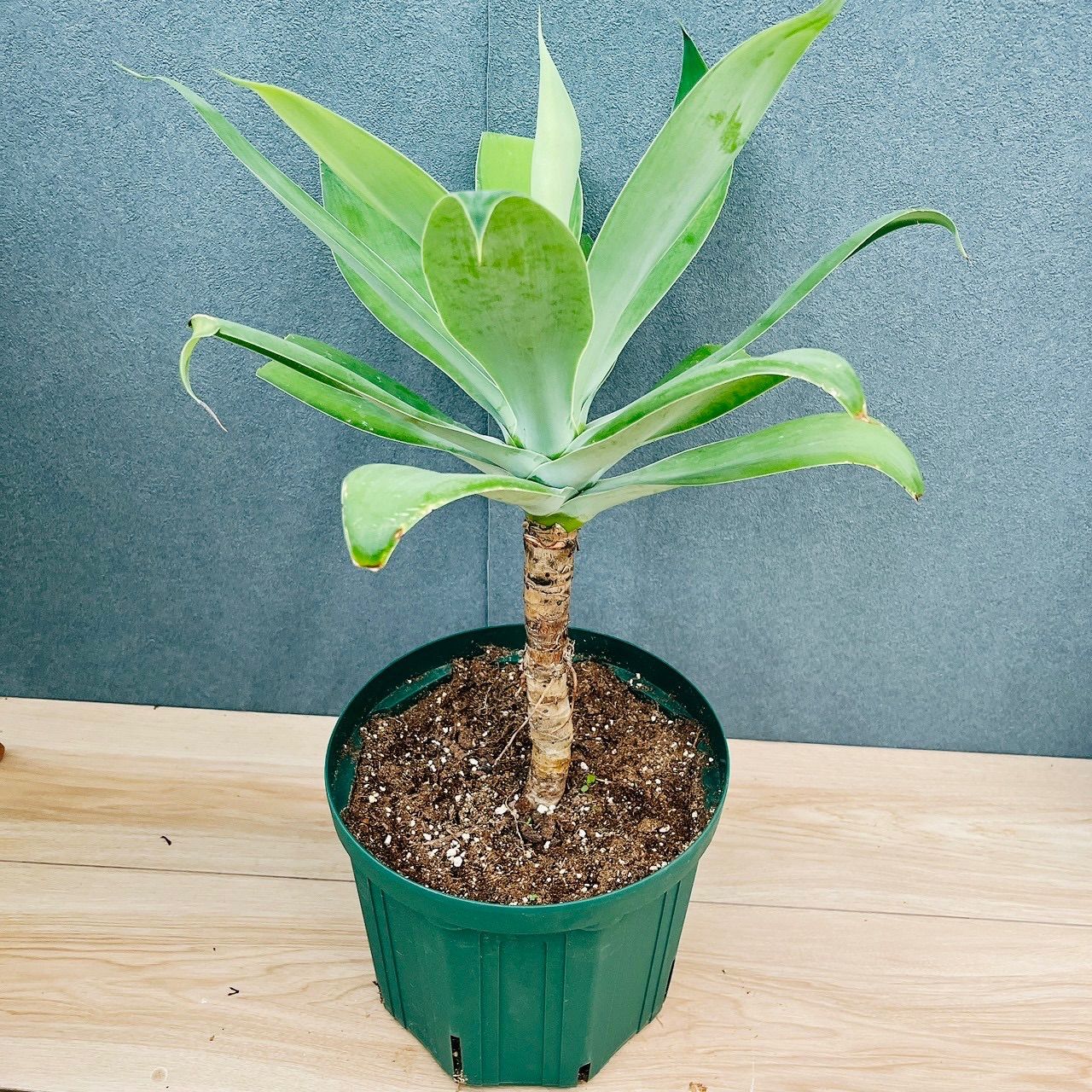 現品］【希少】B4 アガベ アテナータ 斑入り カラズストライプ 6号