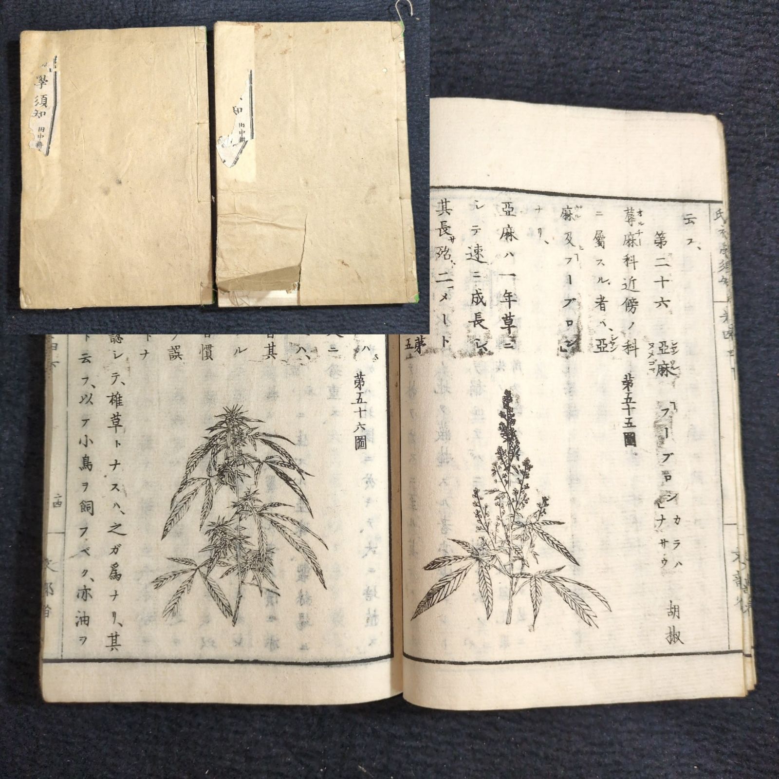 絵入◇初学須知◇4巻上下2冊揃 植物 草花 理科 科学 教科書 明治時代物 