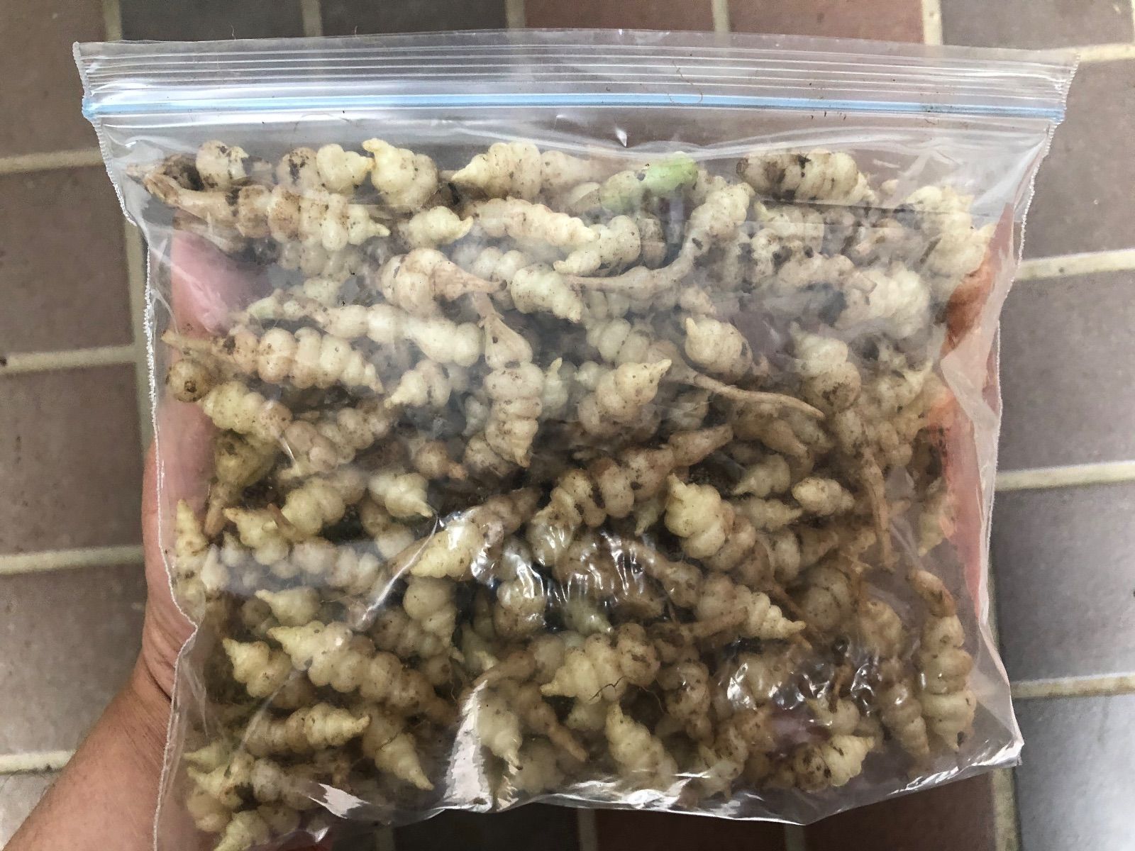 ちょろぎ2kg 珍しい生のちょろぎを採りたてでお届け