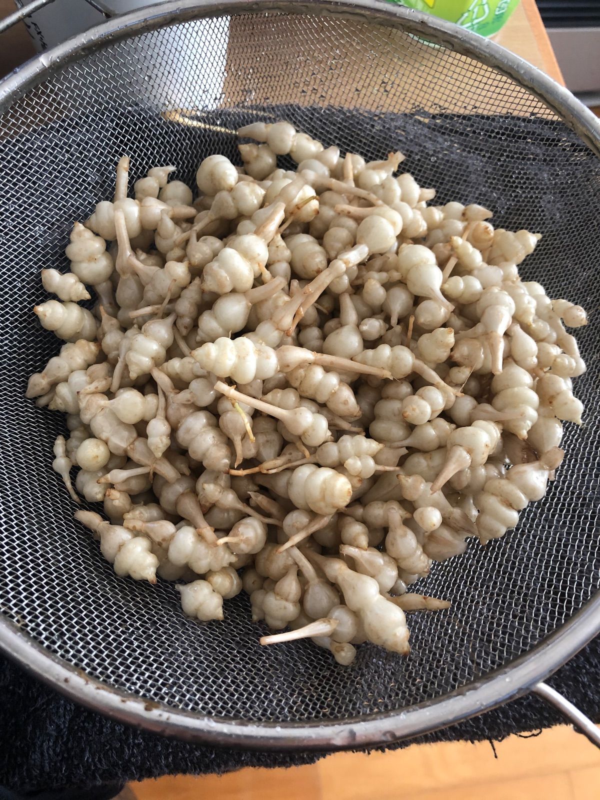 ちょろぎ2kg 珍しい生のちょろぎを採りたてでお届け