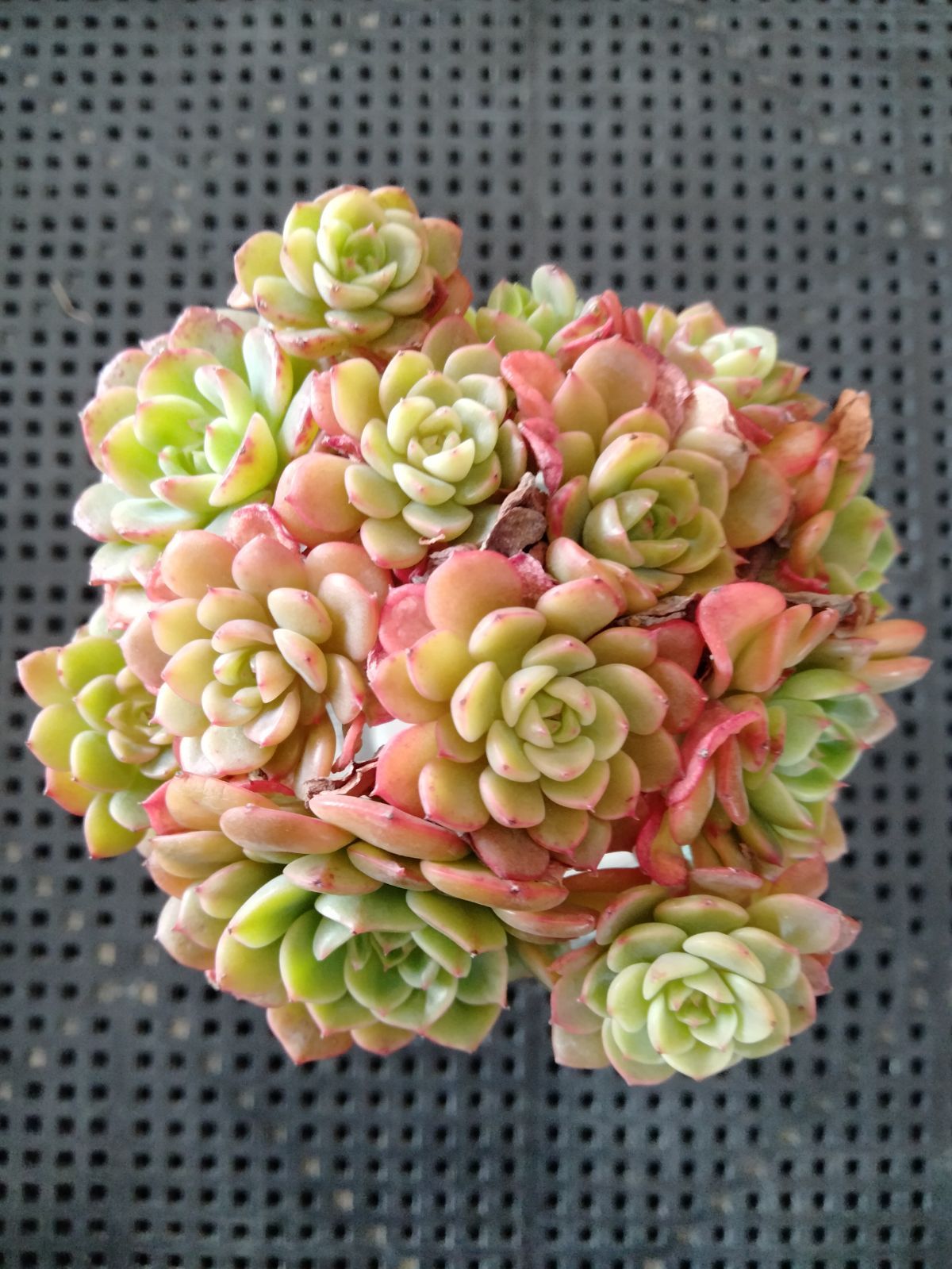 多肉植物 シュガーベイビー - メルカリ