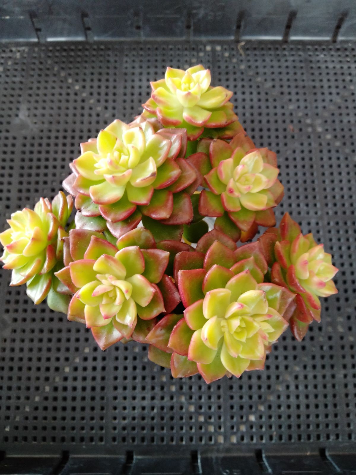 多肉植物 マジックジャムゴールド - メルカリ