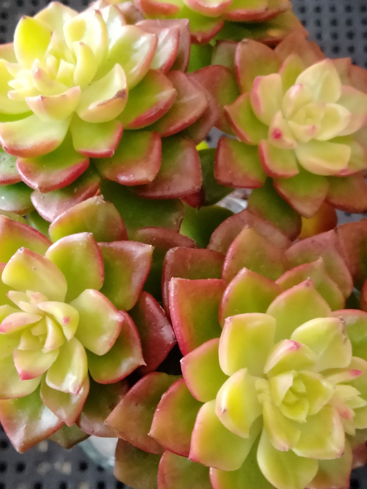 多肉植物 マジックジャムゴールド - メルカリ