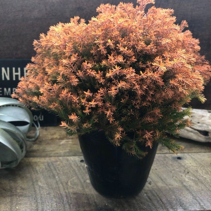 公式 ポットごと♡ラインゴールド♡美しい葉っぱ♡コニファー