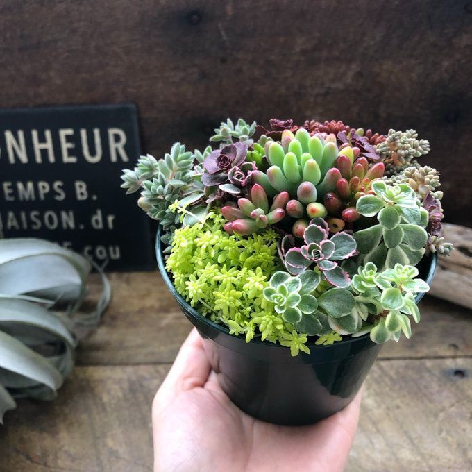 ポットごと♡セダム寄せ植え♡多肉植物♡紅葉♡ガーデニング - メルカリ