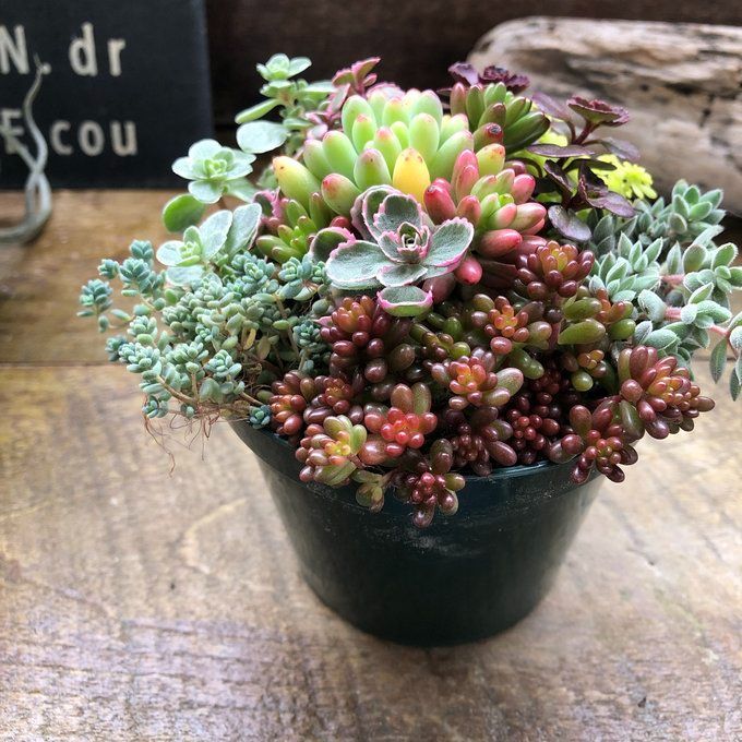 ポットごと♡セダム寄せ植え♡多肉植物♡紅葉♡ガーデニング - メルカリ