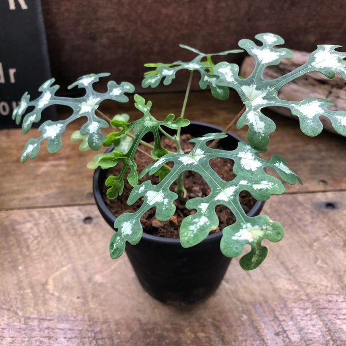 ポットごと アデニア ペリエイ 塊根植物