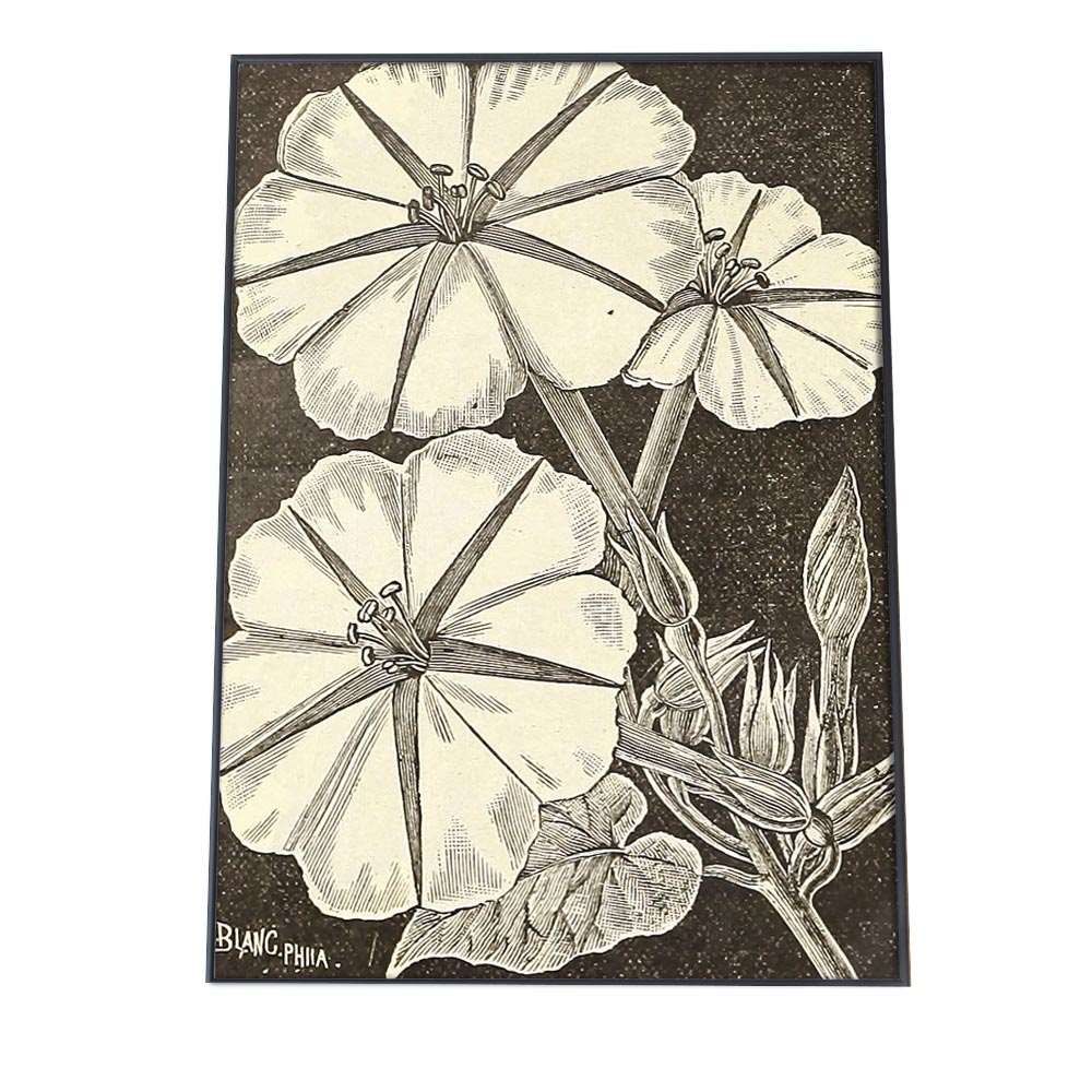 A4サイズ（約21x30cm）】【bn-poster-13】ポスター 博物画 白黒