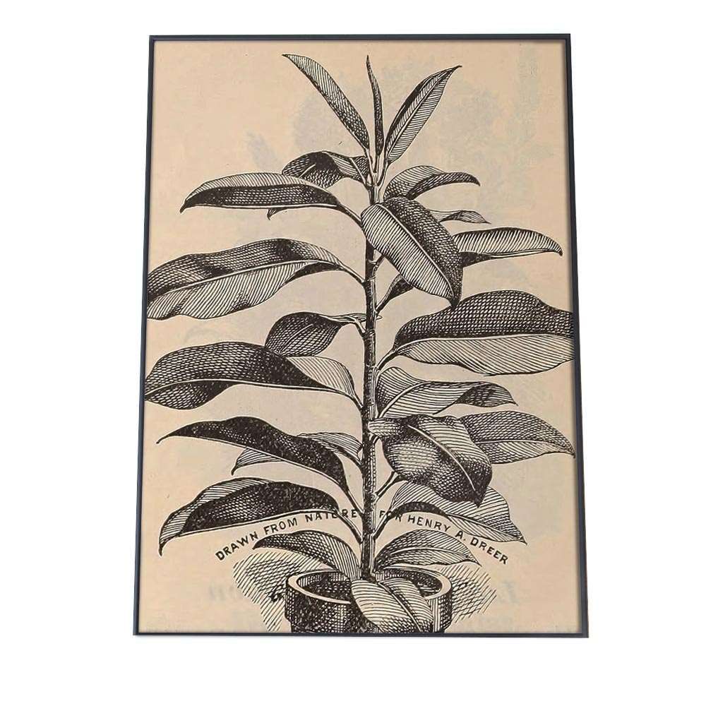 A3サイズ（約30×42cm）】【bn-poster-15】ポスター 博物画 白黒