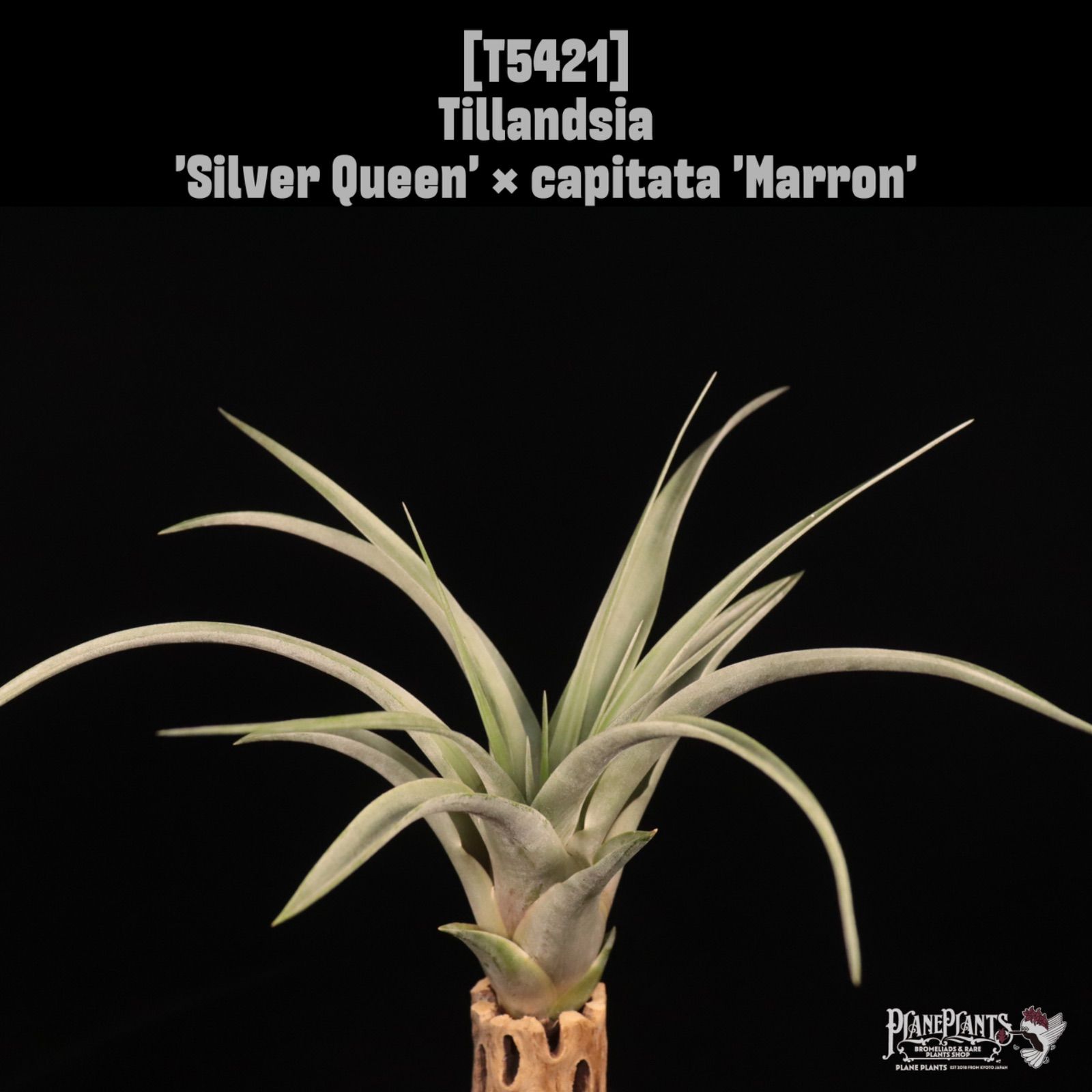 Silver Queen capitata Marron 〔エアプランツ〕現品発送T 5421 plane plants