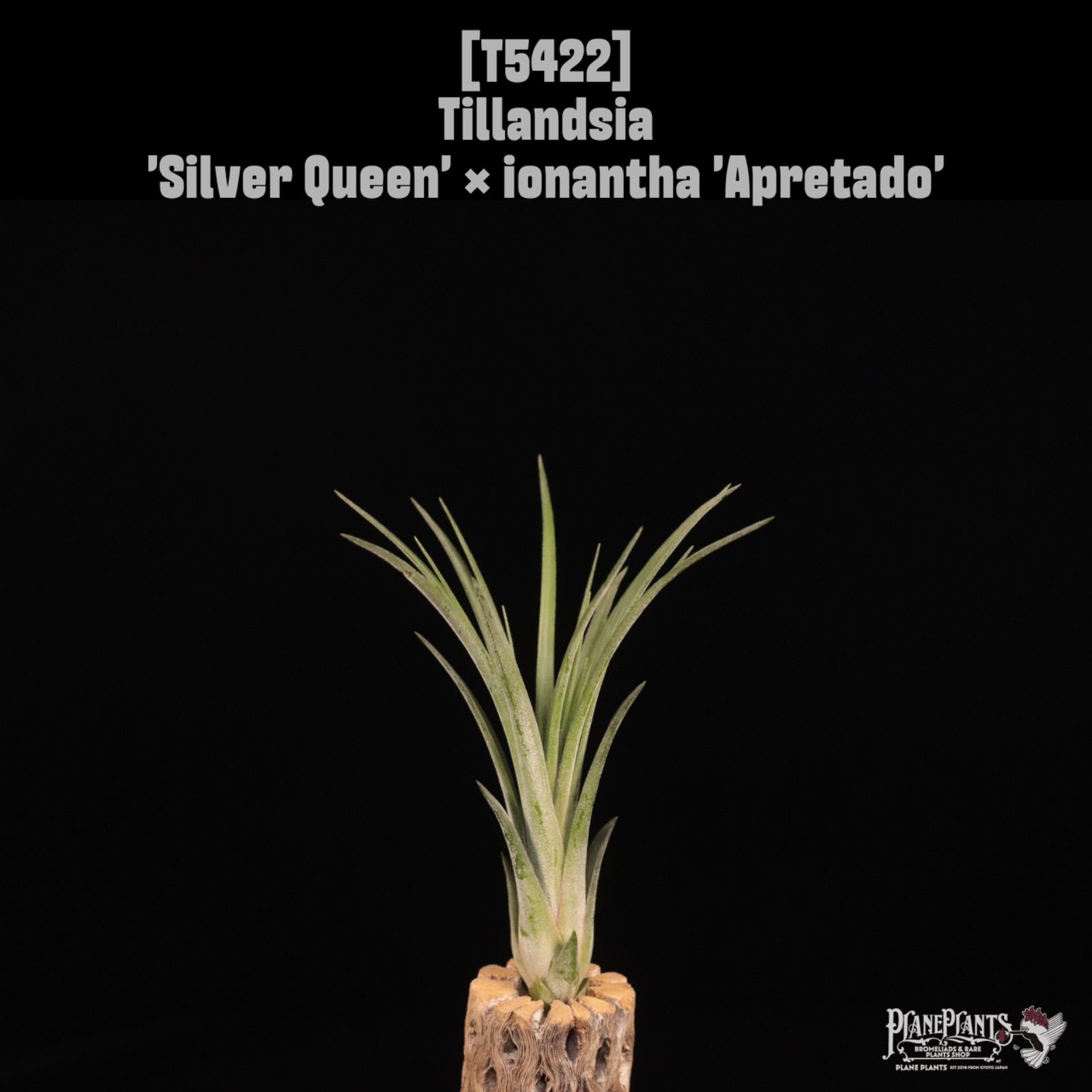 Silver Queen × ionantha Apretado 〔エアプランツ〕現品発送T 5422 plane plants