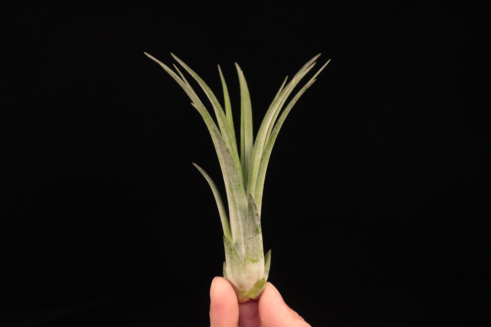 ionantha Apretado